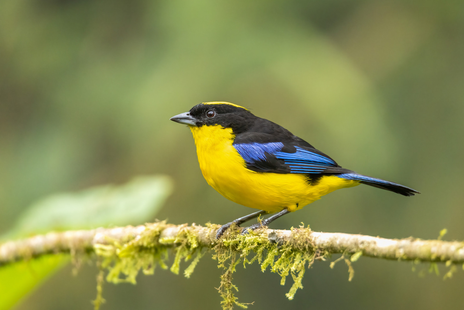 image Blue-winged Mountain-Tanager